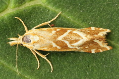 Cochylimorpha pyramidana