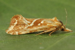 Cochylimorpha pyramidana