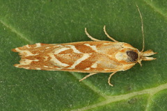 Cochylimorpha pyramidana