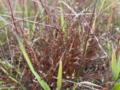 Juncus bufonius