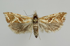 Cochylimorpha pyramidana