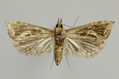 Cochylimorpha pyramidana