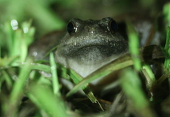 Microhyla berdmorei