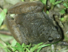 Microhyla berdmorei