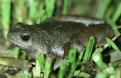 Microhyla berdmorei