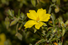 Hibbertia australis
