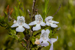 Prostanthera behriana