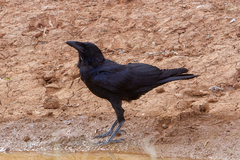Corvus coronoides