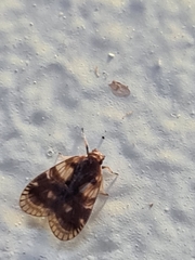 Bothriocera
