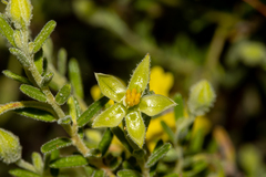 Hibbertia australis