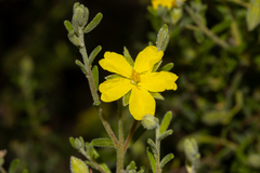 Hibbertia australis