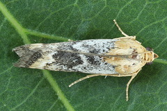 Pterothrixidia rufella