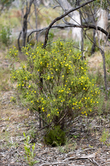 Hibbertia australis