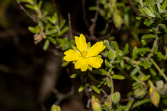Hibbertia australis