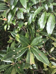 Quercus sessilifolia
