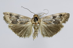 Pterothrixidia rufella