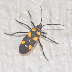 Oncopeltus famelicus