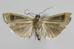 Pterothrixidia rufella