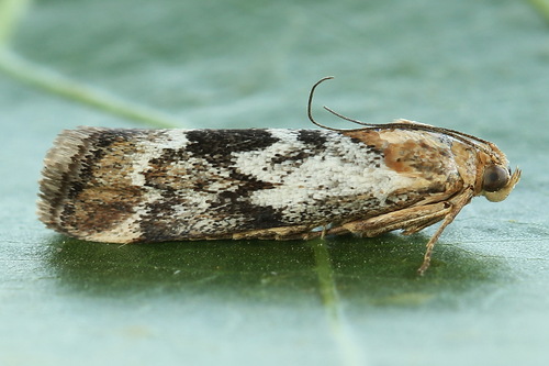 Pterothrixidia rufella Duponchel, 1836