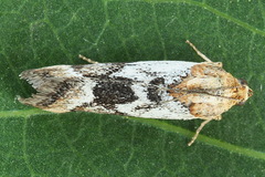 Pterothrixidia rufella