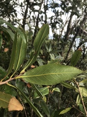 Quercus sessilifolia