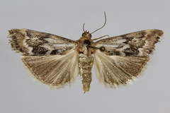 Pterothrixidia rufella