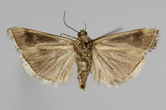 Pterothrixidia rufella