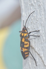 Oncopeltus famelicus