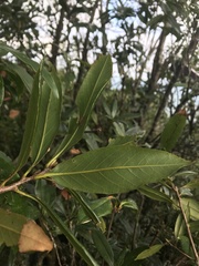 Quercus sessilifolia