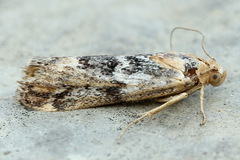 Pterothrixidia rufella