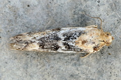 Pterothrixidia rufella