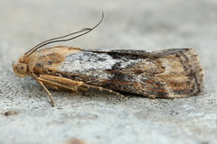 Pterothrixidia rufella