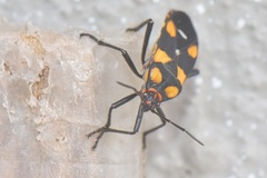 Oncopeltus famelicus
