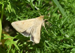 Helicoverpa punctigera