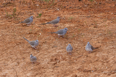 Geopelia cuneata