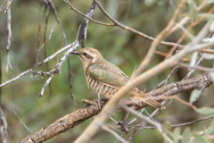 Chrysococcyx basalis