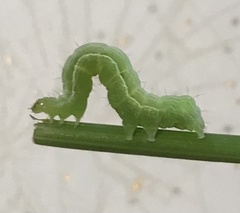 Chrysodeixis subsidens