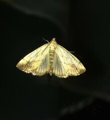 Evergestis extimalis