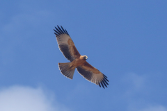 Hieraaetus morphnoides