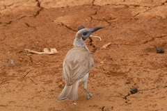 Philemon citreogularis