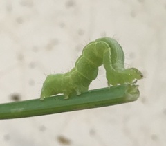 Chrysodeixis subsidens