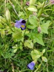 Torenia fournieri