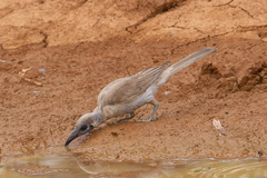 Philemon citreogularis