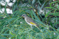Conopophila rufogularis