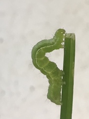 Chrysodeixis subsidens