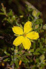 Hibbertia australis