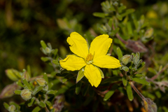 Hibbertia australis