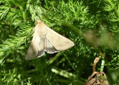 Helicoverpa punctigera