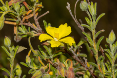Hibbertia australis