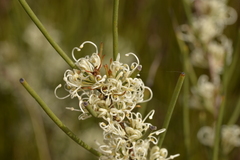 Hakea microcarpa
